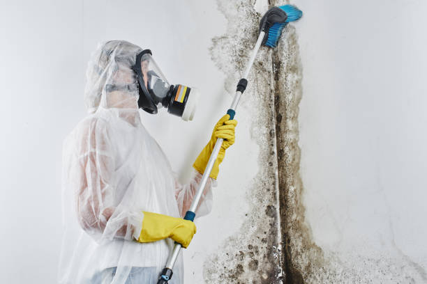 Best Mold Removal Specialists  in Heron Bay, GA