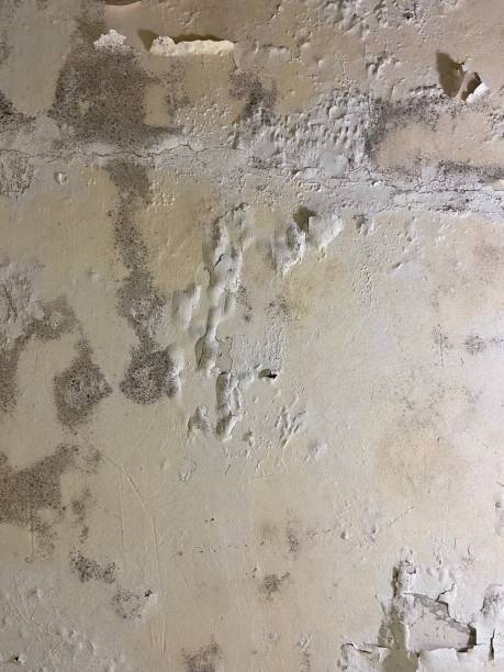 Best Best Mold Removal Companies  in Heron Bay, GA
