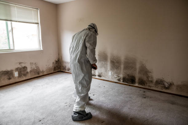 Professional Mold Removal in Heron Bay, GA