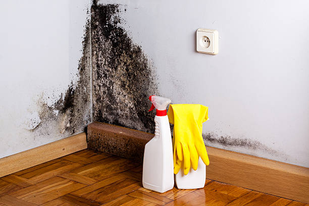 Best Toxic Mold Removal  in Heron Bay, GA