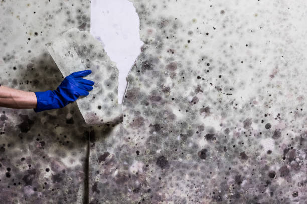 Best Local Mold Removal Service  in Heron Bay, GA